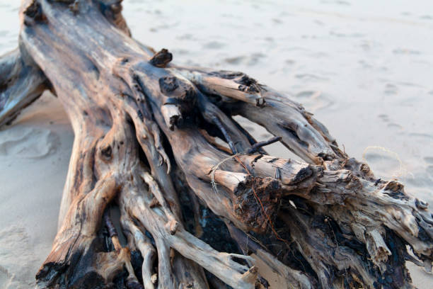 Beautiful old fallen sea washed tree trunk roots stock photo