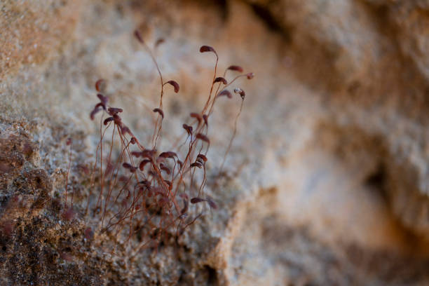 Ceratodon purpureus fire moss on sandstone macro closeup stock photo