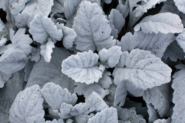Beautiful white silver leaves of Cineraria with dew drops and brown autumn leaf