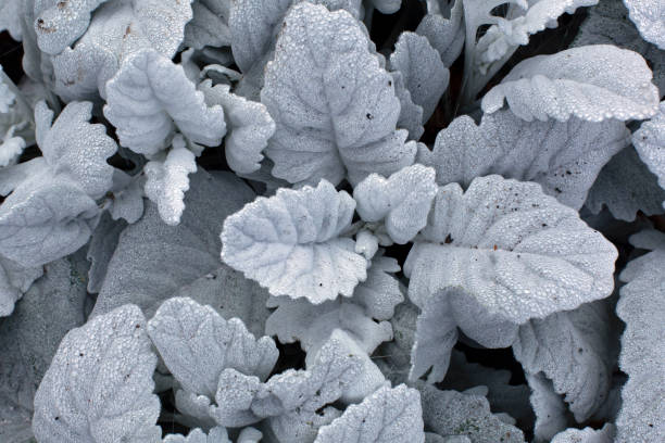 Beautiful white silver leaves of Cineraria with dew drops stock photo