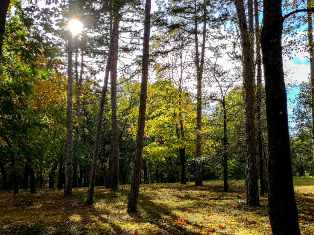 istock Forest in autumn, sunny day 1060397168