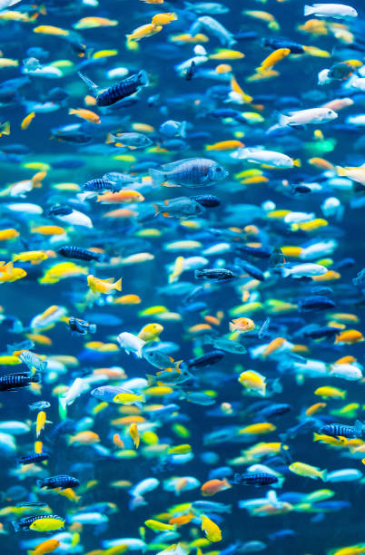 많은 양의 작은 물고기 - fish tank 뉴스 사진 이미지