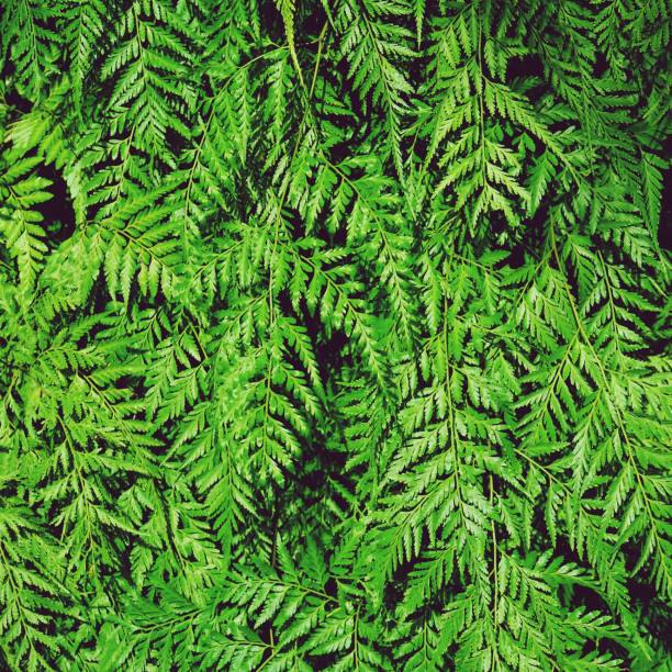 istock Green fern texture detail background, frame concept, copy space 1060398796
