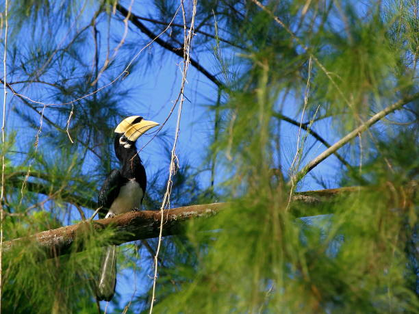 istock Oriental pied-hornbill 1060399264