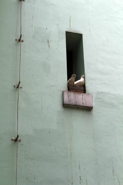 The bird at a church tower. Taken at the Catholic Church of Holy Cross (Salib Suci), in Bandung, October 2018.