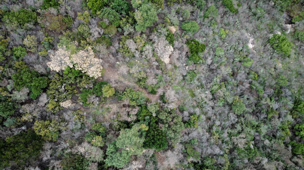 istock Overview of the forest 1060404760