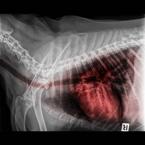 radiografia della vista laterale del cane chiusa nel torace e nel torace con evidenziazione rossa nella trachea dell'apparato respiratorio ai polmoni segni di polmonite e bronchite- medicina veterinaria e anatomia veterinaria - vet x ray veterinary medicine x ray image foto e immagini stock