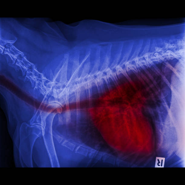 radiografia della vista laterale del cane chiusa nel torace e nel torace con evidenziazione rossa nella trachea dell'apparato respiratorio ai polmoni segni di polmonite e bronchite- medicina veterinaria e anatomia veterinaria - vet x ray veterinary medicine x ray image foto e immagini stock