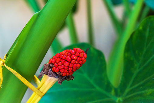 Oreja De Elefante Planta Flor Florece Foto de stock y más banco de imágenes de Aire libre - Aire libre, Arte, Cabeza de flor - iStock Oreja De Elefante Planta Flor Florece Foto de stock y más banco de imágenes de Aire libre - Aire libre, Arte, Cabeza de flor - iStock