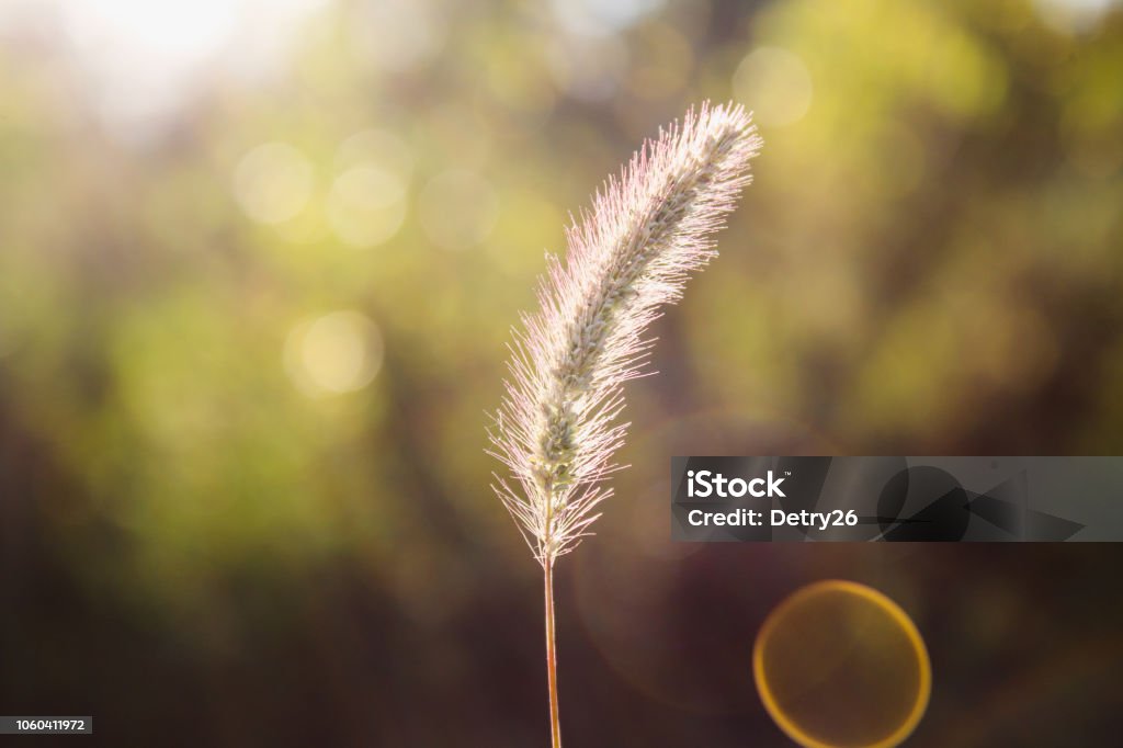 Setaria Pumila Foxtail Kuning Rumput Bulu Kuning Rumput Merpati Atau