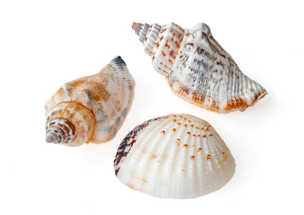 istock Sea shell isolated on the white background 1060415826