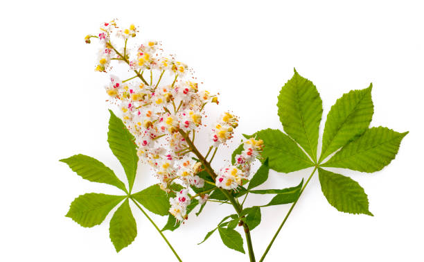 rosskastanie (aesculus) mit leawes und blume. isoliert auf weißem hintergrund - kastanie laubbaum stock-fotos und bilder