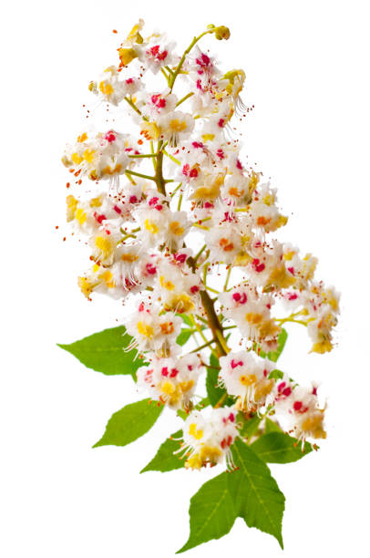 istock Chestnut tree flower with leaves isolated on white background 1060415878