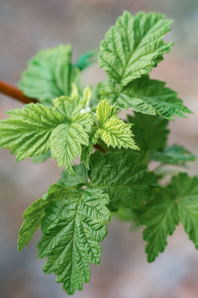 istock branches of raspberry with green leaves in the spring after cultivation 1060416060