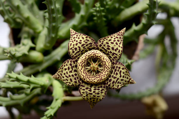 istock Stapelia variegata flower 1060422406