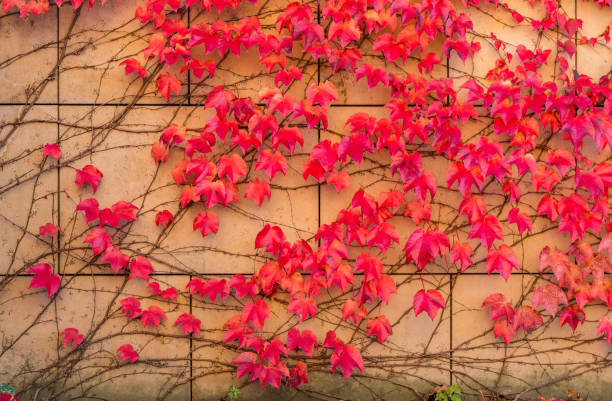 istock Autumn background - colorful ivy leaves on stone wall 1060422772
