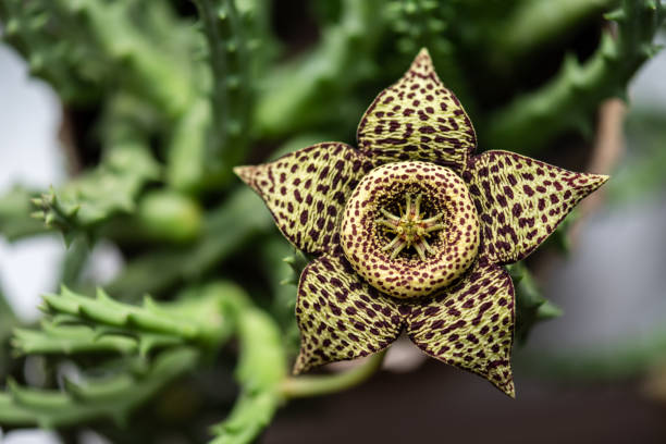 istock Stapelia variegata flower 1060422786