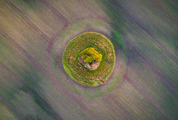 Aerial view over a crop circle spot and tree in cultivated field stock photo