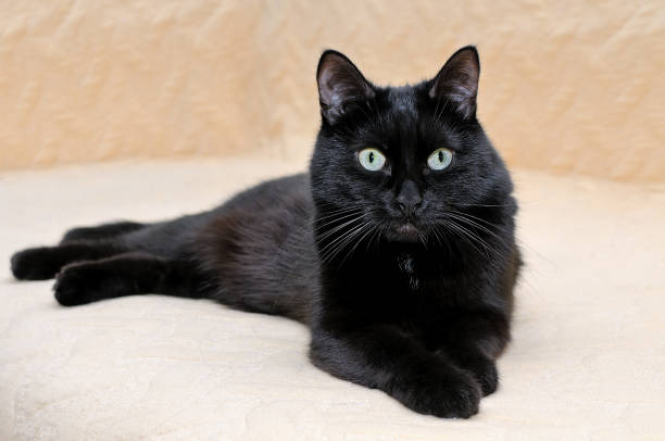 istock Black cat snugly lying on a plaid stretching its paws 1060424898