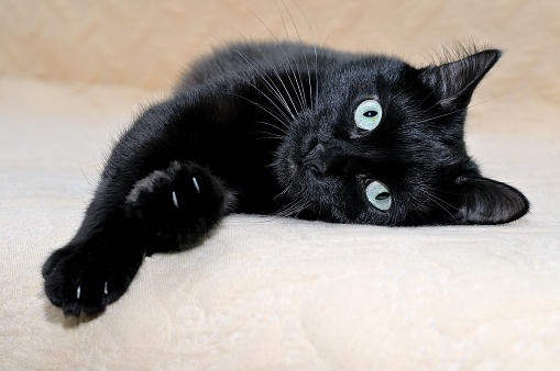 Black cat snugly lying on a plaid stretching its paws