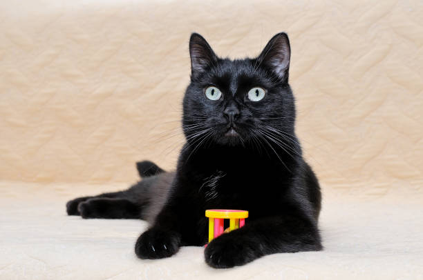 istock Black cat lying on a plaid with a toy in paws. 1060424970