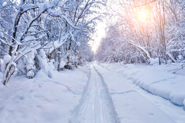 겨울 숲에서 맑은 아침 - white denmark nordic countries winter 뉴스 사진 이미지