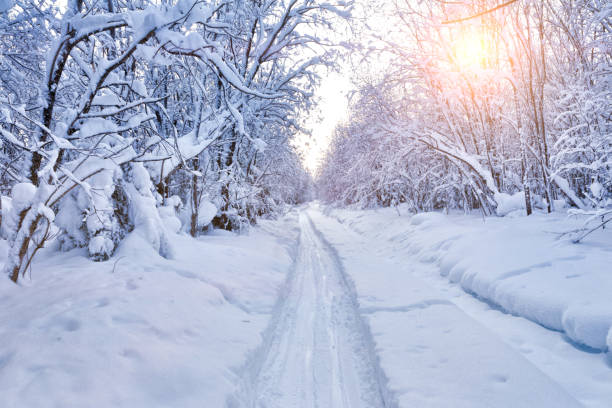 sunny morning in the winter forest - forest road nature birch tree imagens e fotografias de stock