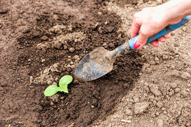 istock Hilling tomato sprouts in a greenhouse 1060427032