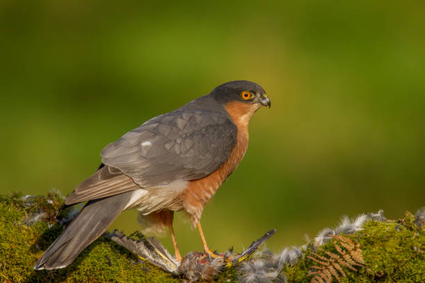 istock Sparrowhawk (Accipiter nisus), perched sitting on a plucking post with prey. Scotland, UK 1060429514