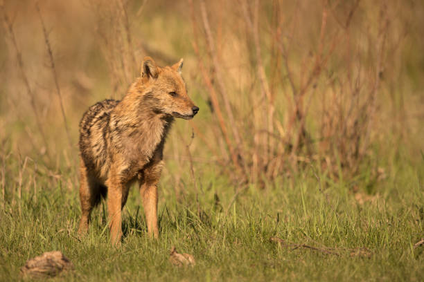 istock European Golden jackal (Canis aureus) 1060429736