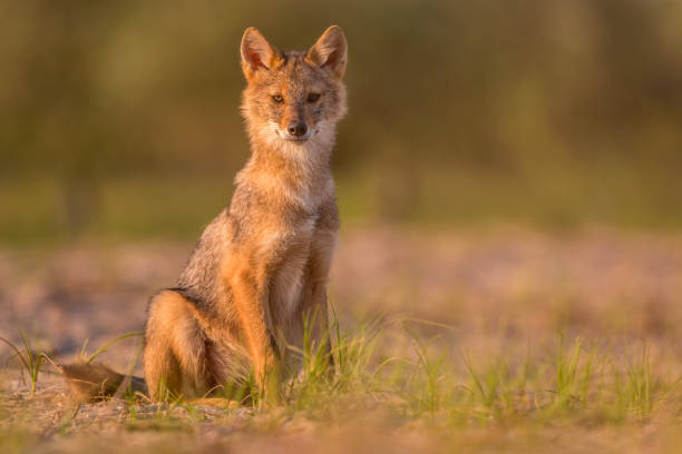 istock European Golden jackal (Canis aureus) 1060429852