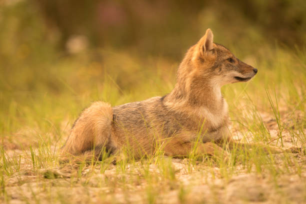 istock European Golden jackal (Canis aureus) 1060429928