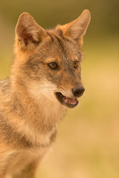 istock European Golden jackal (Canis aureus) 1060430020