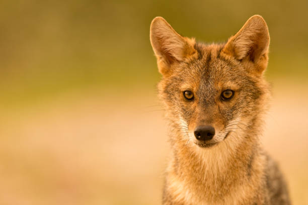 European Golden jackal (Canis aureus) The Caucasian jackal or reed wolf in the wild. This jackal is native to Southeast Europe and is advancing northward and westward across Europe. aureus stock pictures, royalty-free photos & images