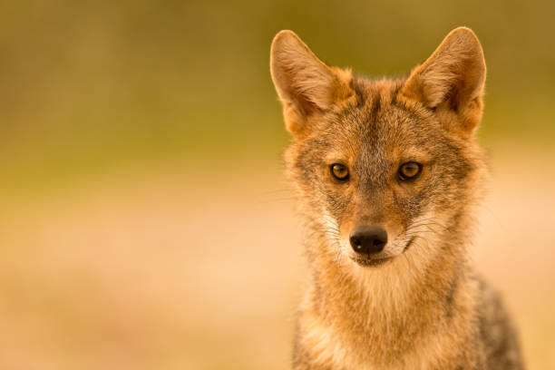 European Golden jackal (Canis aureus) The Caucasian jackal or reed wolf in the wild. This jackal is native to Southeast Europe and is advancing northward and westward across Europe. jackals stock pictures, royalty-free photos & images