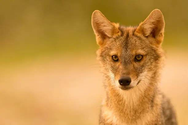 The Caucasian jackal or reed wolf in the wild. This jackal is native to Southeast Europe and is advancing northward and westward across Europe.
