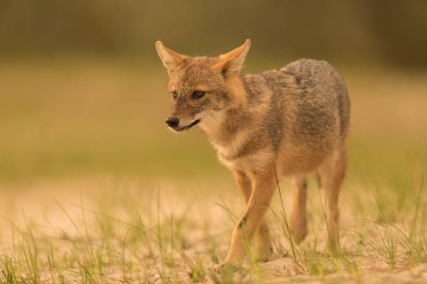 istock European Golden jackal (Canis aureus) 1060430044
