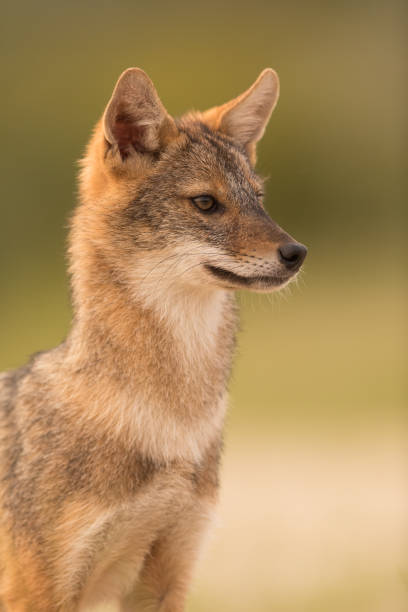 istock European Golden jackal (Canis aureus) 1060430268