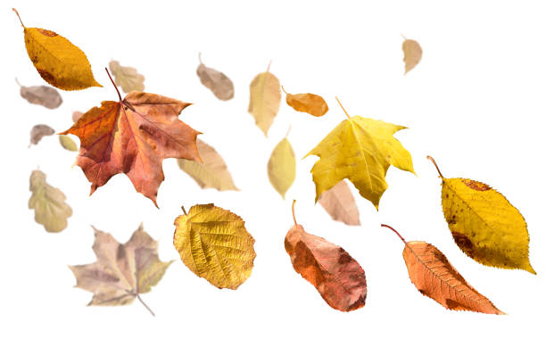 istock withered autumn leaves fly isolated colorful wind 1060431804