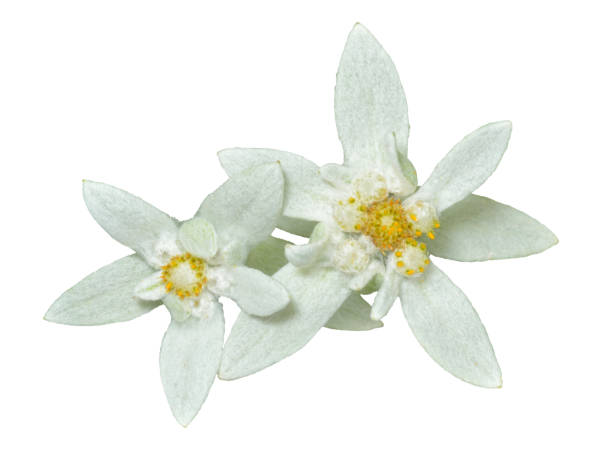 due edelweiss 3 - stella alpina foto e immagini stock
