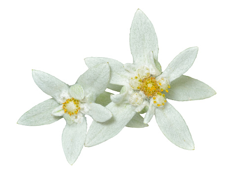 A close up of the two flowers edelweiss (Leontopodium pallibinianum). Isolated on white.