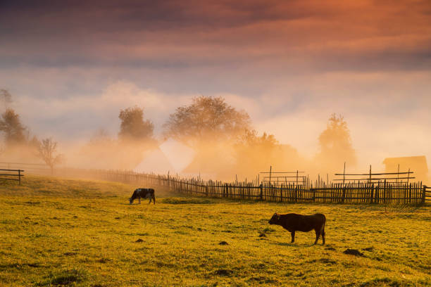 istock Foggy morning in Bucovina 1060433060