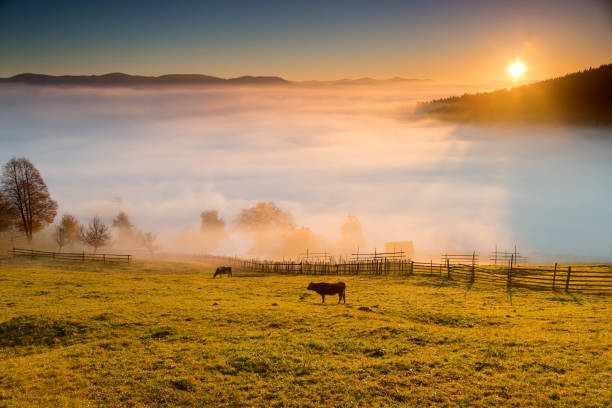 istock Foggy morning in Bucovina 1060433142