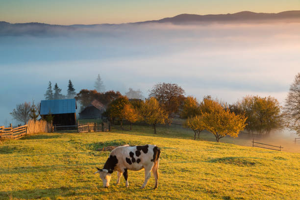 istock Foggy morning in Bucovina 1060433234