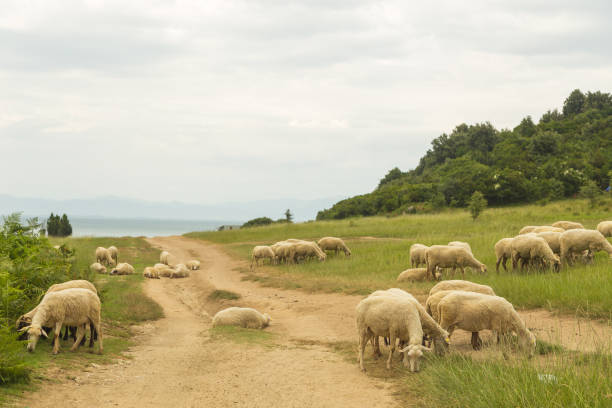 Sheep grazing in a meadow on Rodonit Peninsula, Albania. Adriatic Sea in the background.
