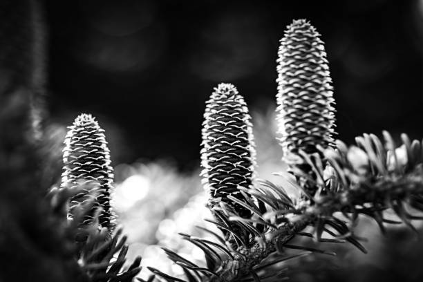 The pine cone that fell from the tree on tree trunk.Black Forest - Germany.