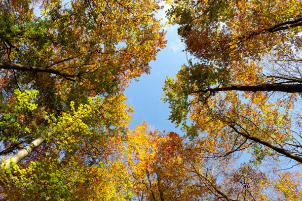 istock Beautiful colorful autumn trees seen from below. 1060438472