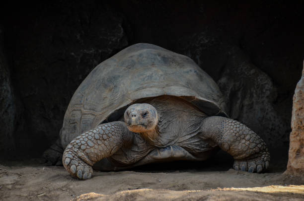 istock Galapgos Earth Tortoise Turtle 1060441158