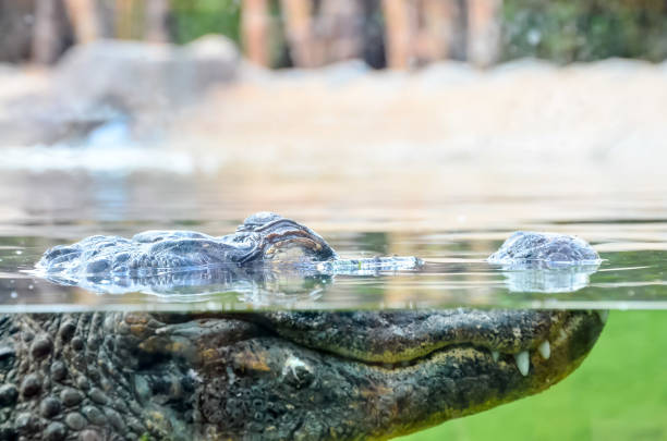 istock Amphibian Prehistoric Crocodile 1060441202