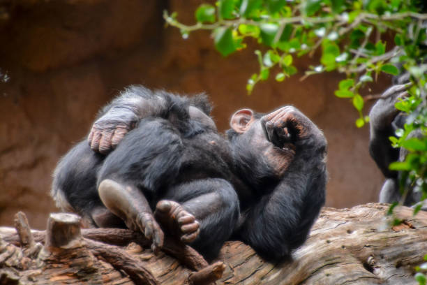 istock Black Chimpanzee Mammal Ape 1060441698